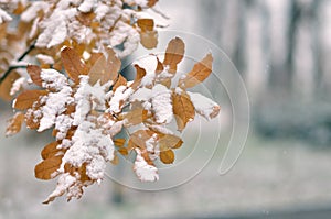 Leaf covered with snow