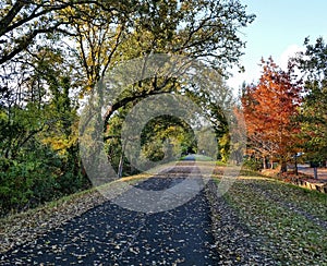 Leaf-covered trail in fall