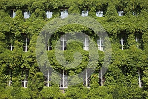 Leaf covered windows in Gdansk