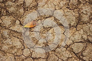 Leaf on cracked dry earth