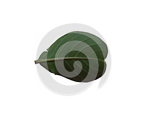 Leaf of crape-myrtle on white background - Abaxial face