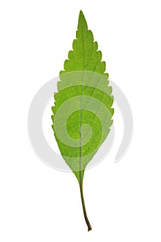 Leaf of Crested late-summer mint isolated on white