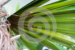 Leaf of cuban coconut palm coccothrinax crinata arecaceae