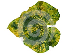 Leaf of cucumber with downy mildew isolated