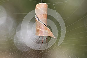 Leaf-curling Australian spider in curled leaf at spiderweb