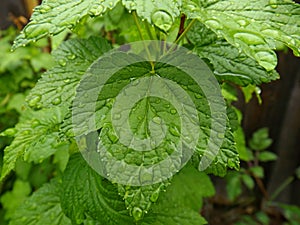 Leaf currant