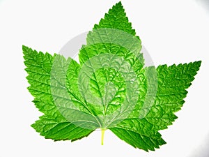 Leaf currant
