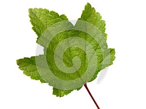 Leaf of currant