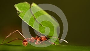 Leaf cutter ant photo
