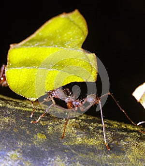 Leaf Cutter Ant