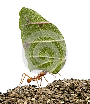 Leaf-cutter ant, Acromyrmex octospinosus