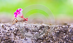 Leaf-cutter ant, acromyrmex octospinosus