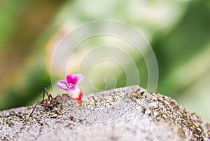 Leaf-cutter ant, acromyrmex octospinosus