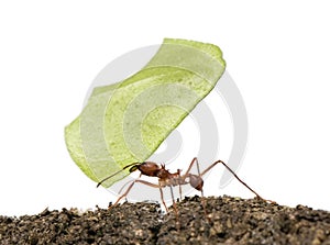 Leaf-cutter ant, Acromyrmex octospinosus photo