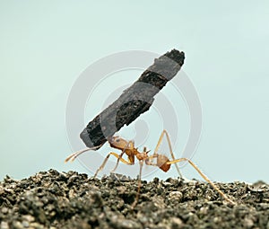 Leaf-cutter ant, Acromyrmex octospinosus