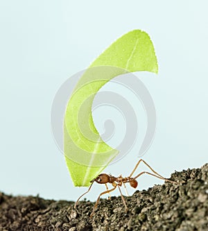 Leaf-cutter ant, Acromyrmex octospinosus