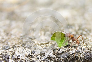 Leaf-cutter ant, acromyrmex octospinosus photo