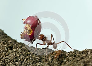 Leaf-cutter ant, Acromyrmex octospinosus, carrying eaten apple photo