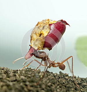 Leaf-cutter ant, Acromyrmex octospinosus, carrying eaten apple photo