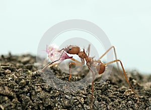 Leaf-cutter ant, Acromyrmex octospinosus