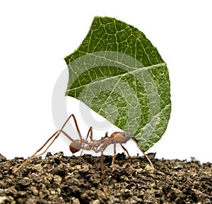 Leaf-cutter ant, Acromyrmex octospinosus