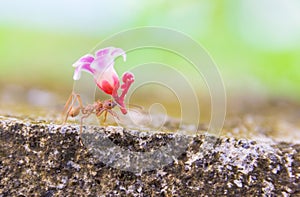 Leaf-cutter ant, acromyrmex octospinosus photo
