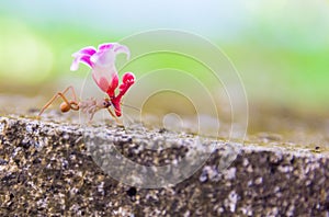 Leaf-cutter ant, acromyrmex octospinosus photo