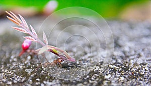 Leaf-cutter ant, acromyrmex octospinosus