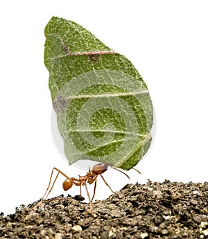 Leaf-cutter ant, Acromyrmex octospinosus photo