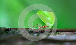 Leaf-cutter ant Atta sp.