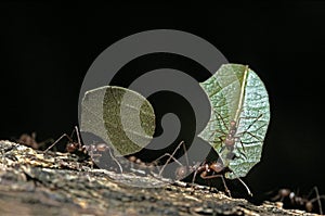 Leaf-Cutter Ant, atta sp., Adult carrying Leaf Segment to Anthill, Costa Rica