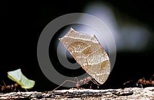 Leaf-Cutter Ant, atta sp., Adult carrying Leaf Segment to Anthill, Costa Rica