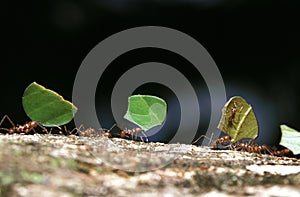 Leaf-Cutter Ant, atta sp., Adult carrying Leaf Segment to Anthill, Costa Rica