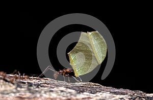 Leaf Cutter Ant, atta sp, Adult carrying Leaf to Anthill, Costa Rica