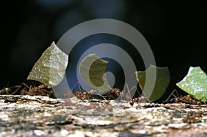 Leaf Cutter Ant, atta sp, Costa Rica