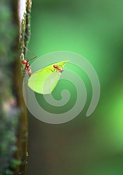 Leaf-cutter ant Atta sp. photo