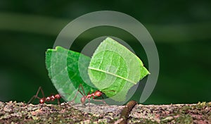 Leaf-cutter ant Atta sp. photo