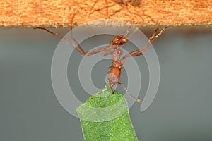 Leaf-cutter ant carrying leaf