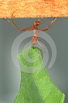 Leaf-cutter ant carrying leaf