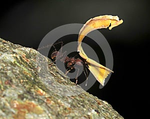 Leaf cutter ant carrying leaf, costa rica