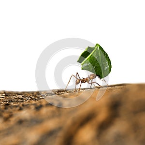 Leaf-cutter ant carrying leaf piece on tree log