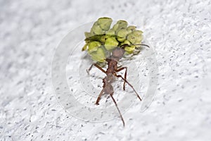 A leaf-cutter ant carrying a seed bulb