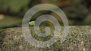 a leaf-cutter ant carrying a small piece of a leaf