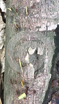 Leaf Cutter Ant Column Marching on a Log