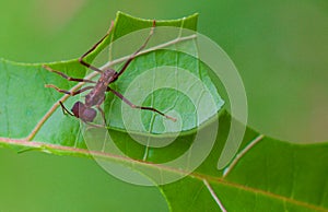 Leaf Cutter Ant cutting 2