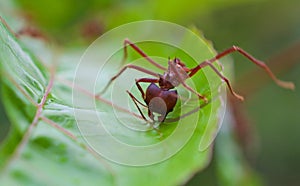 Leaf Cutter Ant cutting 4