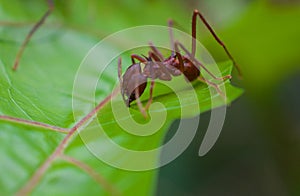 Leaf Cutter Ant cutting 5