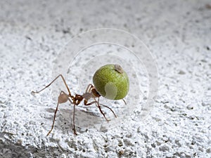 Leaf-cutter ant with fruit-part