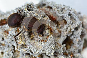 Leaf cutter ant Queen with her soldiers.