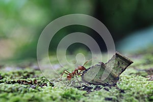 A leaf cutter ant ready to lift up a piece of a leave four times its own size